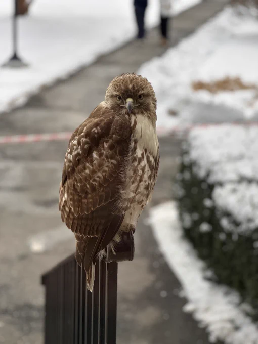 The red tailed hawk on campus, pathway to University Center blurred behind it