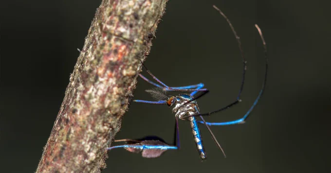 close up of a mosquito