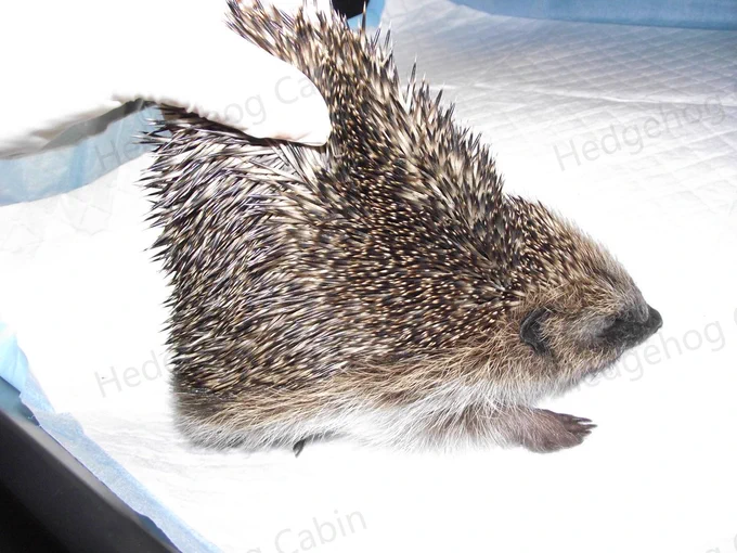 Inkle, a wild hedgehog in a state of severe starvation brought into Hedgehog Cabin, a hedgehog hospital.