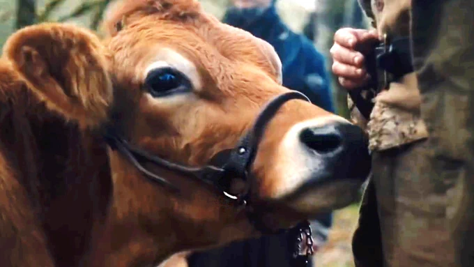 Evie the cow as 'Cow' in Kelly Reichardt's film First Cow
