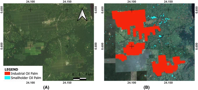 Result of the oil palm layer using the U-Net model and product fusion (A) High-resolution satellite image (B) A predicted IOP and SOP oil palm extent in Democratic Republic of Congo.