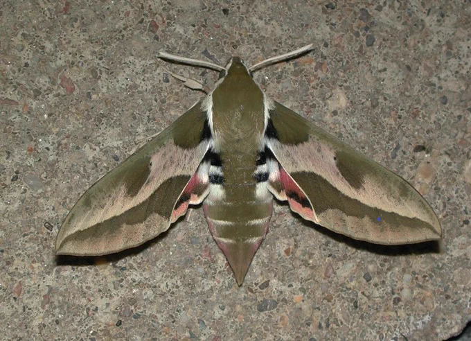 A mostly brown moth resting on a greyish-brown background. The wings are spread to each side of the pointed abdomen, with black and white stripes where the wings meets the abdomen. The pink underwings are slightly visible in this resting position.