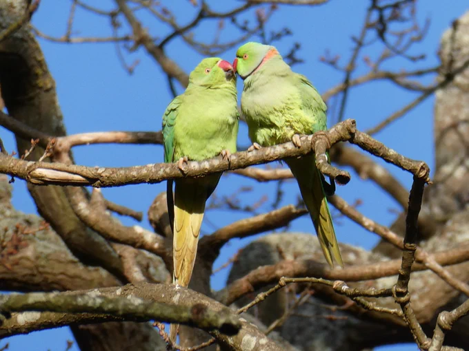 Two bright green parakeets sitting on a tree branch with their red beaks touching in a way that looks a bit like a kiss.