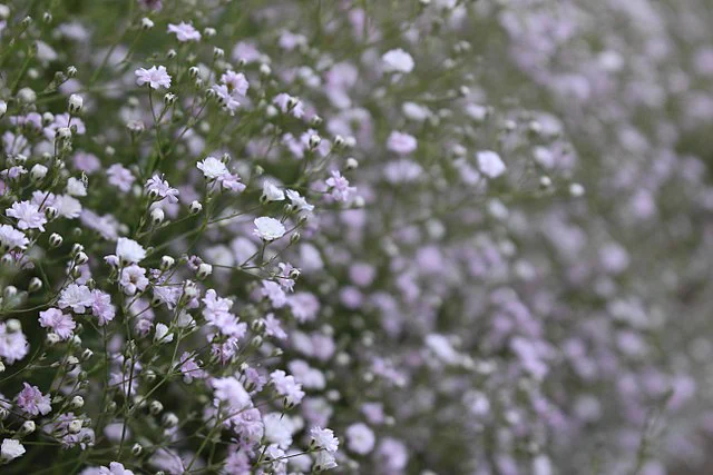 In the foreground, many clustered, small, white flowers grow on delicate green stems. The flowers continue into the background, becoming less in-focus