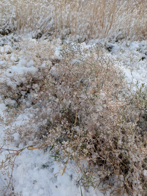 Surrounded by snow on the ground, a yellowing plant with many small, white, clustered flowers emerges