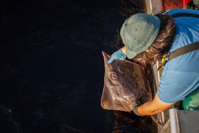 IMAS scientist releasing tagged Maugean Skate. Credit: Mark Priest IMAS