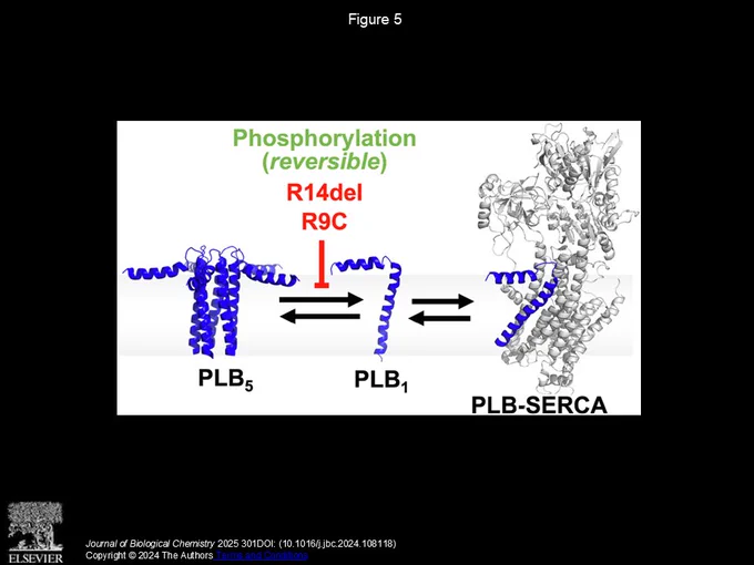 A schematic diagram displaying how PLB phosphorylation and DCM mutations of PLB, R14del and R9C, impact the equilibrium binding of monomeric PLB (PLB1) with pentamers (PLB5) and SERCA (PLB-SERCA) by decreasing the rate of PLB monomers unbinding from pentamers.