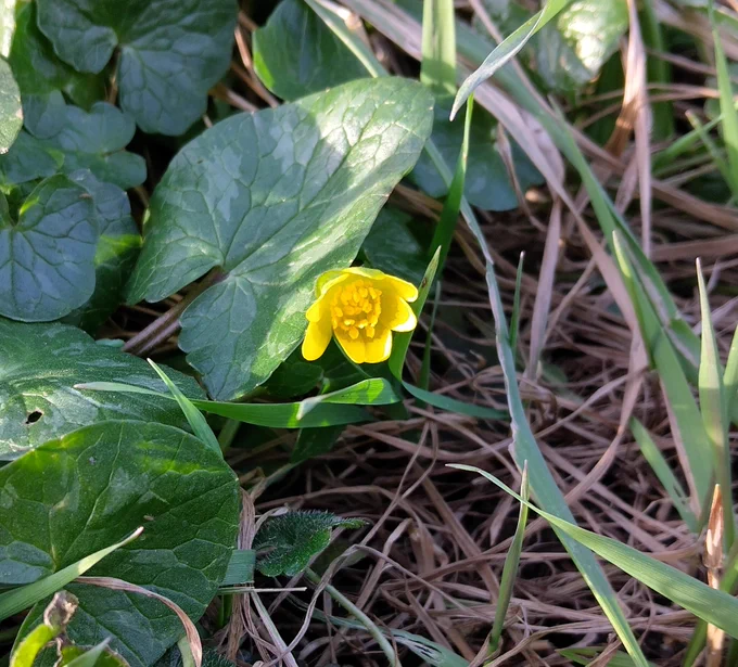 A lesser celandine flower 