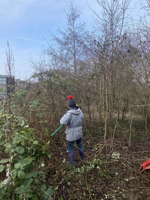 Removing the far reaching bramble briars from a Hawthorn tree using a high pruner.