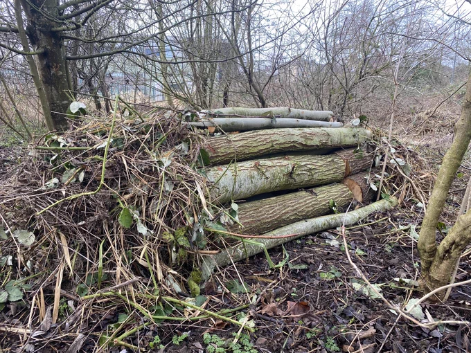 Log pile habitat creation using recently coppice felled willow and bramble cuttings