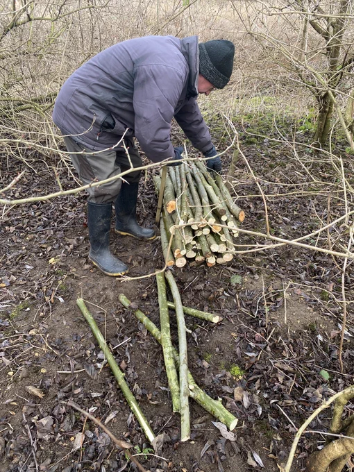 Creating a small dead wood log pile using cut willow branches