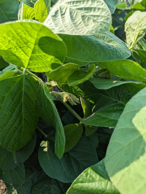 A close-up picture of a soybean plant’s leaves.