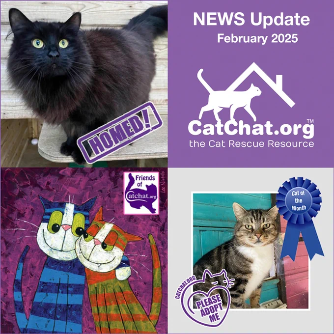A composite of three images from this month’s Newsletter plus a text box. 

The text box (top right) reads: “News Update February 2025”, with the Cat Chat logo underneath. 

Bottom right is our Cat of the Month, Big Dave, a large tabby-and-white cat from Rescue Remedies in Horley, who is looking for a home.
 
Bottom left is a close-up of one of the tote bags that you could win if you join Friends of Cat Chat before 31 March. The design features two cartoon-style cats snuggled up together against a purple background. One cat is dark blue with light blue stripes, and the other is orange with green stripes. Both have large eyes and wide smiles.

Top left is Liz Hurley, a long-haired black cat from Cramar Cat Rescue and Sanctuary in Birmingham, who has been homed through Cat Chat.

