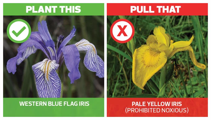 First, in a green square with a green checkmark, a blue and white flower with the text below reading "western blue flag iris". Second, a red square with a red X and a yellow flower with brown markings and the text "Pale yellow iris (prohibited noxious).