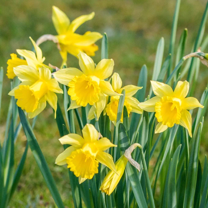 The image shows a cluster of bright yellow daffodils with trumpet-shaped centers and long, slender green leaves. They are growing in a natural outdoor setting with a soft-focus grassy background. The flowers are in full bloom, with some petals slightly curled at the edges.