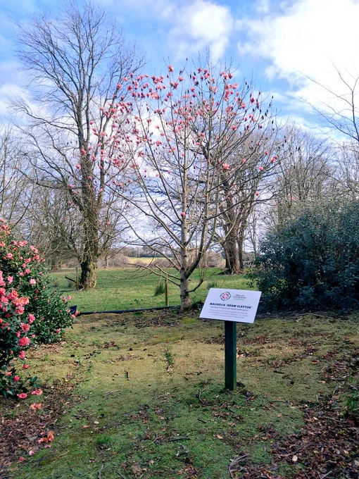 Magnolia Adam Clayton, Mt Congreve, Waterford 