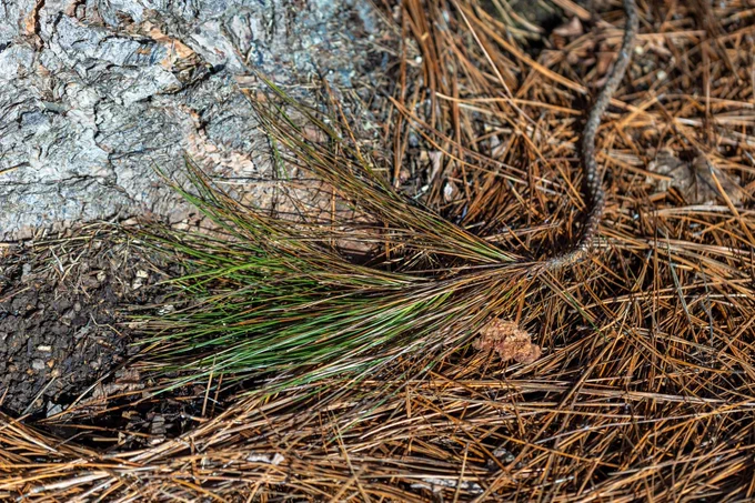 Ponderosa pine needles lying on the ground.