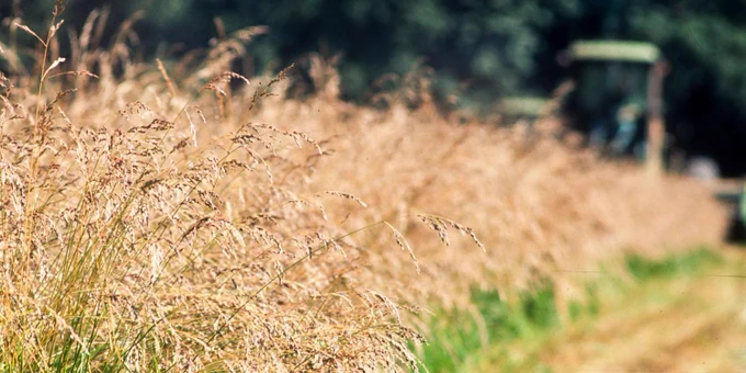 High stalks of grass are ready to be harvested for their seeds.