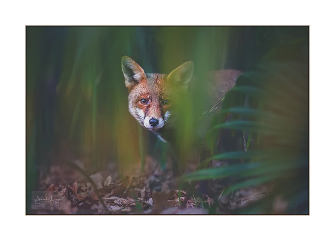 A young female fox, born last year, staying half hidden away under evergreen foliage of bamboo and palm leaves in Kew Gardens in London. She is a small and dainty vixen with a grey tint to her orange coat. She's looking directly at me through the overhanging leaves from the bamboo, which are deep green, tinged with yellow and orange where the frost has caught them. The ground is littered with dead leaf litter that has blown under the plants from nearby deciduous trees. The leaf litter is a similar rusty orange tone to the vixen's coat. She has recently been keeping more distance between herself and the dominant fox pair as they have been more domineering and aggressive during the breeding season.