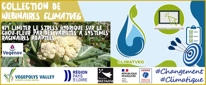 La Collection CLIMATVEG - #25 : Limiter l’impact du stress hydrique sur la production de choux fleurs à travers la sélection de variétés à systèmes racinaires adaptés