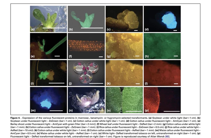 Expression of the various fluorescent proteins in mannose-, kanamycin- or hygromycin-selected transformants. (a) Soybean under white light (barZ1 cm). (b) Soybean under fluorescent light – ZsGreen (barZ1 cm). (c) Cotton callus under white light (barZ1 cm). (d) Cotton callus under fluorescent light – AmCyan (barZ1 cm). (e) Barley shoot under fluorescent light – AmCyan with green filter (barZ2 mm)]. (f) Wheat leaf under fluorescent light – DsRed (barZ2 mm). (g) Cotton callus under white light
(barZ1 mm). (h) Cotton callus under fluorescent light – ZsGreen (barZ1 mm). (i) Rice callus under fluorescent light – ZsGreen (barZ0.5 cm). (j) Rice callus under white light –
AsRed (barZ10 cm)). (k) Cotton callus under white light (barZ1 mm). (l) Cotton callus under fluorescent light – AsRed (barZ1 mm). (m) Maize callus under fluorescent light –
AmCyan (barZ0.5 cm). (n) Maize callus under white light – AsRed (barZ1 cm). (o) White light– DsRed transformed tobacco on left, untransformed on right (b