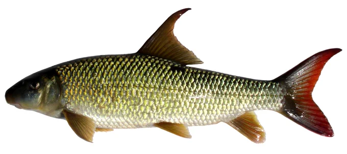 Live specimen of female, female, 350 mm SL of Moxostoma ugidatli, AUM 86445, by S. Fraley