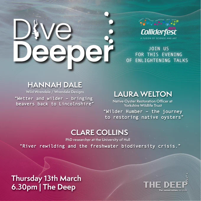 Dive Deeper, in partnership with Colliderfest. Join us for this evening of enlightening talks. 
Hannah Dale, Wild Wrendale/Wrendale Designs. 'Wetter and wilder, bringing beavers back to Lincolnshire'.
Laura Welton, Native Oyster Restoration Officer at Yorkshire Wildlife Trust. 'Wilder Humber- the journey to restoring native oysters'.
Clare Collins, PHD Researcher at the University of Hull. 'River rewilding and the freshwater biodiversity crisis'.