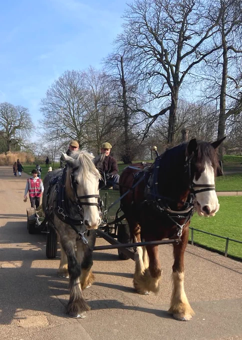 A person rides a traditional carriage pulled by two large horses in a park setting, with trees and a clear sky in the background.