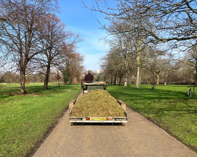 An individual walking on a park pathway next to a trailer loaded with freshly cut grass and leaves, under a clear blue sky.