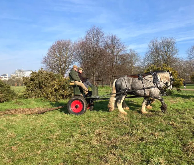 A person riding a small cart pulled by a large, dappled gray horse, moving through a grassy field with sparse trees and a clear blue sky in the background.