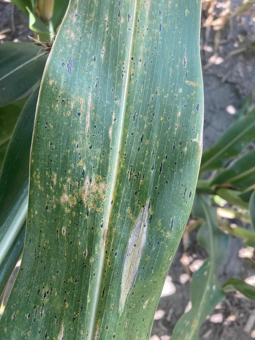 Corn leaf with several different diseases on it. 