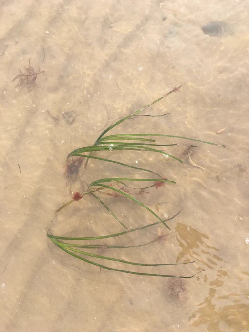 Seagrass Zostera marina Photo: Sue Burton