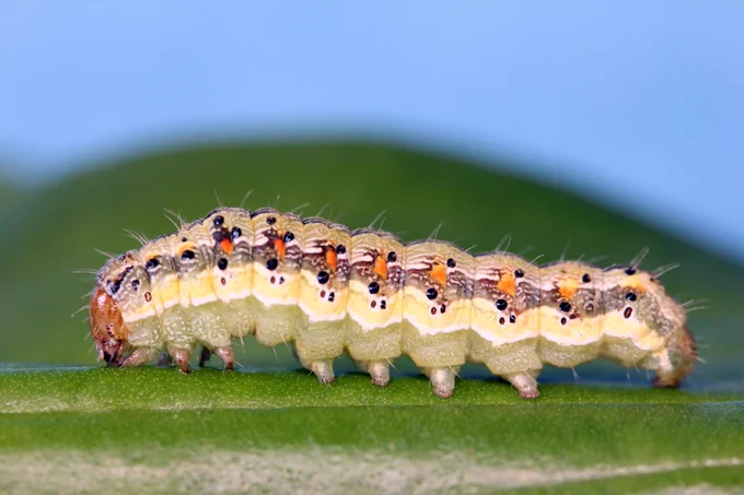 Corn earworm caterpillar side view on a leaf. 