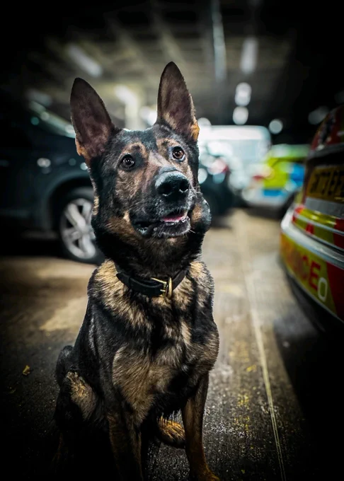 Police Dog Boss who is a German Shepherd pictured at the rear of a marked police car. 