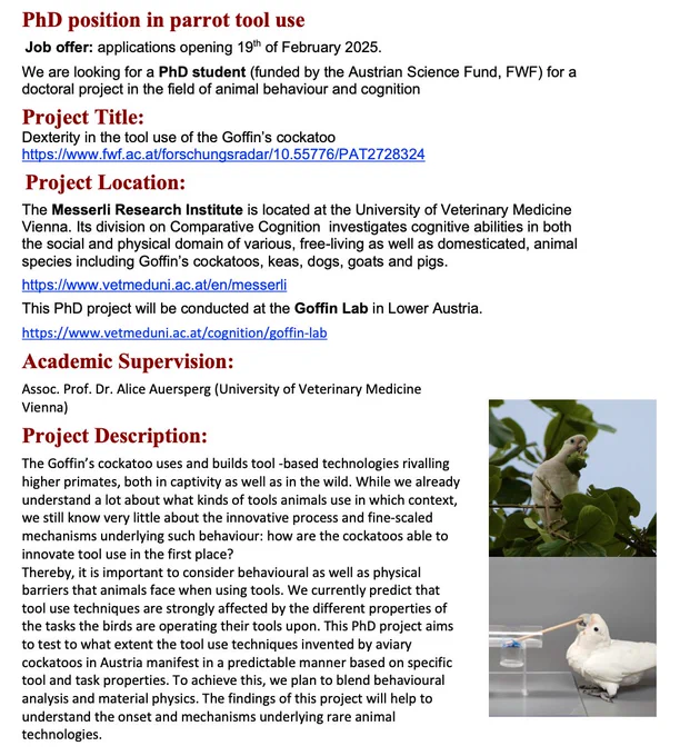 PhD position in parrot tool use
 Job offer: applications opening 19th of February 2025.
We are looking for a PhD student (funded by the Austrian Science Fund, FWF) for a doctoral project in the field of animal behaviour and cognition
Project Title: 
Dexterity in the tool use of the Goffin’s cockatoo
https://www.fwf.ac.at/forschungsradar/10.55776/PAT2728324
 Project Location: 
The Messerli Research Institute is located at the University of Veterinary Medicine Vienna. Its division on Comparative Cognition  investigates cognitive abilities in both the social and physical domain of various, free-living as well as domesticated, animal species including Goffin’s cockatoos, keas, dogs, goats and pigs. 
https://www.vetmeduni.ac.at/en/messerli
This PhD project will be conducted at the Goffin Lab in Lower Austria.
https://www.vetmeduni.ac.at/cognition/goffin-lab
Academic Supervision: 
Assoc. Prof. Dr. Alice Auersperg (University of Veterinary Medicine Vienna) 
Project Description:
