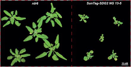 Figure from the paper showing representative images from 3-week old plants.