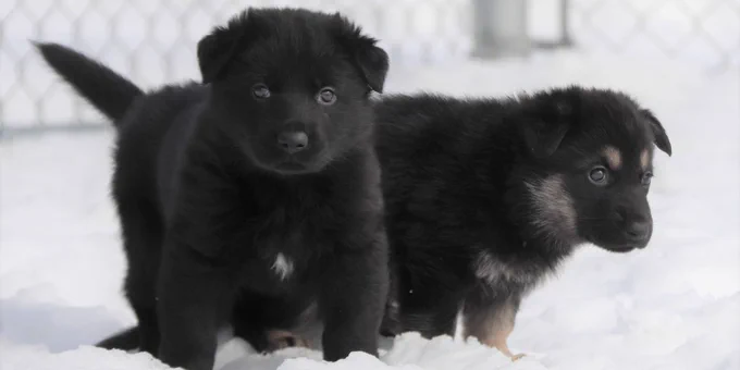 Two German shepherd puppies stand in the snow.  One is all black with a little white patch of fur on its chest. The other is black and sable.