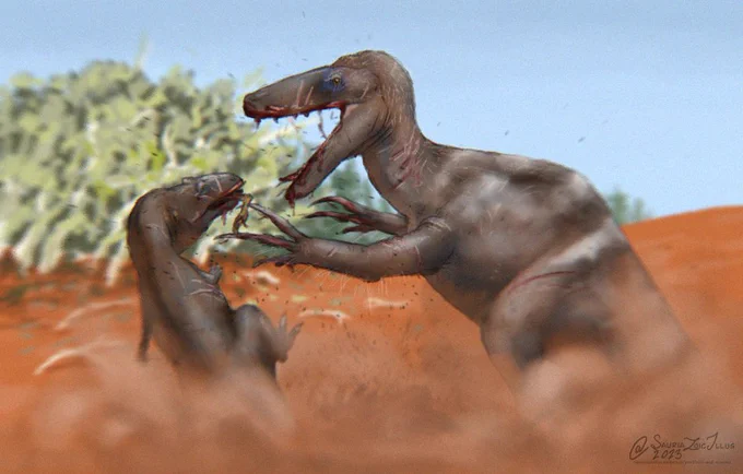 a small carcharodontosaur and large megaraptorid fight over the corpse of an unenlagiine during the dry season. red dust is kicked up around them as both are desperate for any morsel of food

all three animals are carnivorous theropod dinosaurs. carcharodontosaurus have blade-like teeth used for sheering flesh, megaraptorids had long scythe-like claws, and unenlagiines had long slender snouts as well as feathers for insulation