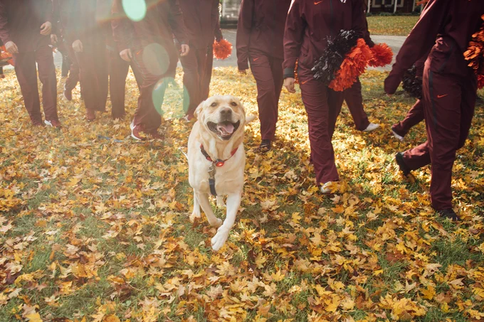 Excited smiling dog in motion toward the camera with cheerleaders walking behind outside in the fall with leaves on the ground.