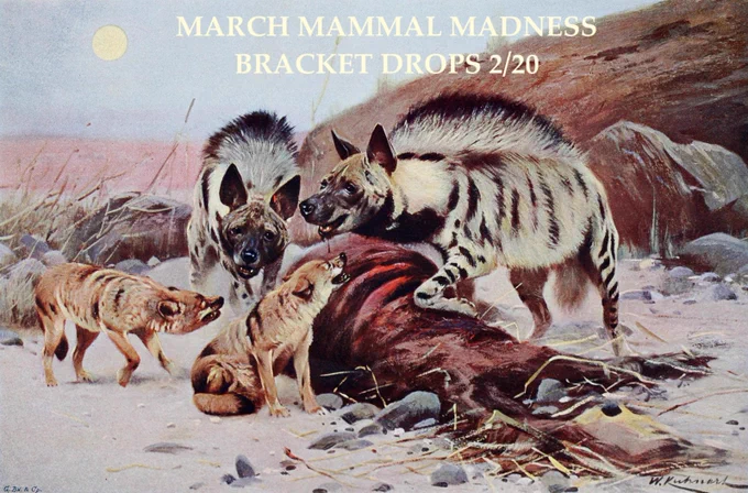 Painting of hyenas and jackals having a tete-a-tete over a carcass. Text says "March Mammal Madness Bracket Drops 2/20"