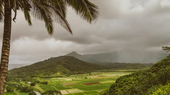 Green agricultural fields surrounded by lush green mountains, with rain, clouds and fog, and a palm tree in the foreground.