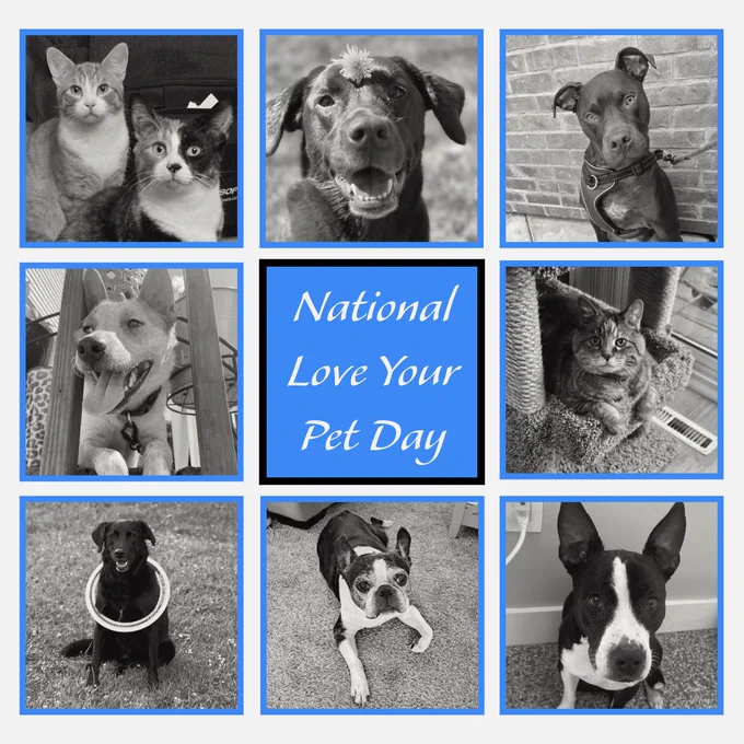 Pictures of animals and text that says "National Love Your Pet Day"