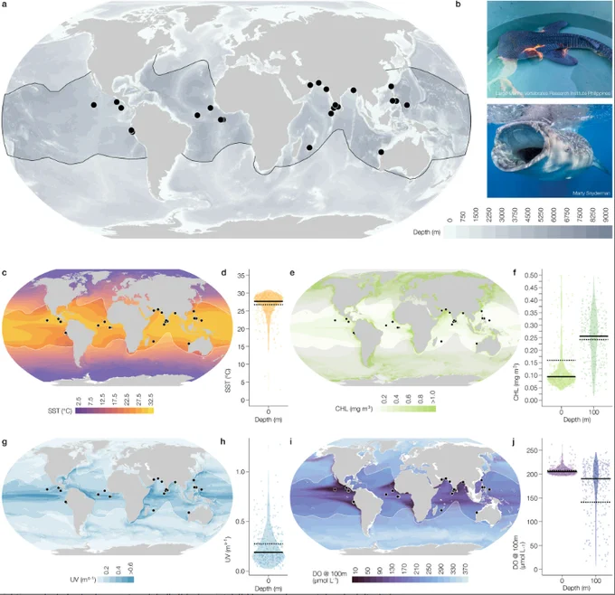 a) Recorded sightings of whale shark neonates globally (black points). (b) Image of neonatal and adult whale sharks from Large Marine Vertebrates Research Institute Philippines group (b) and Marty Snyderman (b). (c) Whale shark neonates and sea surface temperature (SST, °C averaged for 2005–2019). (d) SST recorded from neonate locations and 10 randomised runs. (e) Whale shark neonates and Chlorophyll-a (Chl-a, mg m3 averaged for 2005–2019). (f) Chl-a at 0 and 100 m depths recorded from neonate locations and 10 randomised runs. (g) Whale shark neonates and current velocity (UV) at 0 m depth (ms−1, averaged for 2005–2019). (h) UV recorded from neonate locations and 10 randomised runs. (i) Whale shark neonates and dissolved oxygen (DO) concentration at 100 m depth (μmol L−1, averaged for 2005–2019). (h) DO concentrations at 0 and 100 m depths recorded from neonate locations and 10 randomised runs. In (d, f, h) and (j) each point represents a single sighting or randomised location.