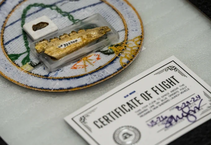 two very tiny jaw fossils are set next to a certificate of flight and a badge for UF Space Plants Lab