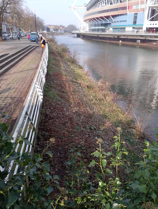 Banks of the Taff after the clean-up.