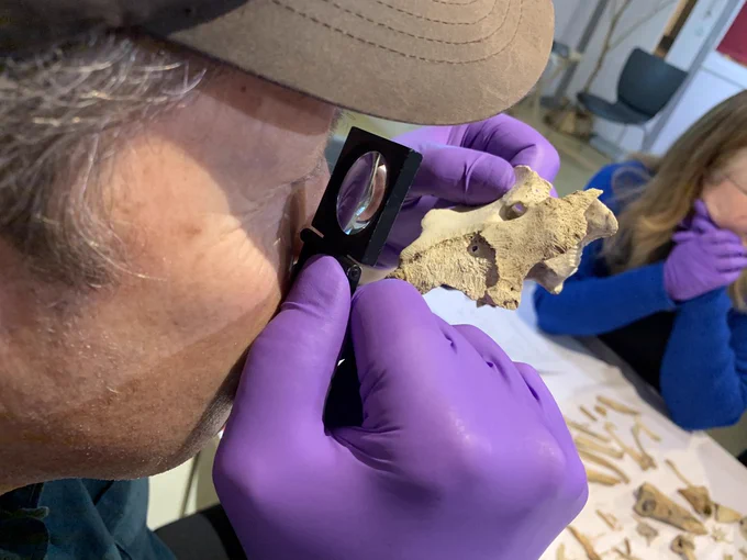 Photo of a person wearing purple plastic medical gloves holding a bone up to their eye and looking through a magnifying glass
