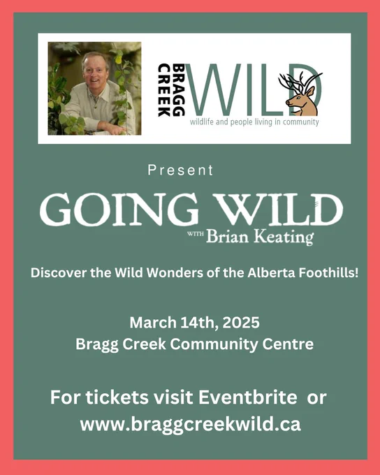 Bragg Creek Wild is beyond excited to present Brian Keating on March 14th. He is a well–known naturalist extraordinaire. Enjoy his uplifting presentation, which celebrates wildlife worldwide and, most importantly, home. 

DISCOVER THE WILD WONDERS OF THE ALBERTA FOOTHILLS!

March 14th 2025 - 7pm
Bragg Creek Community Centre
23 White Ave, Bragg Creek Visit

Tickets on Eventbrite:

https://www.eventbrite.ca/e/going-wild-with-brian-keating-tickets-1234228042299?utm-campaign=social&utm-content=attendeeshare&utm-medium=discovery&utm-term=listing&utm-source=cp&aff=ebdsshcopyurl


