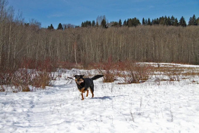 Black and tan dog carrying a stick in the snow