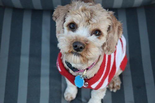 Small fluffy dog with big sweet eyes wearing a white and red striped sweater and looking up at the camera