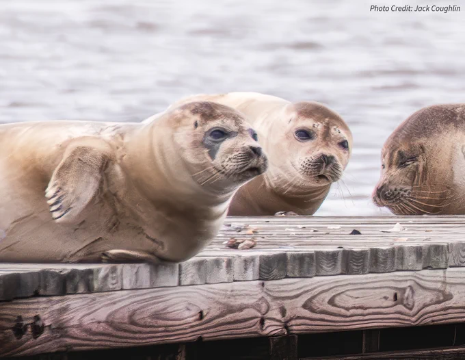 Three seals lay on a dock with water behind them.